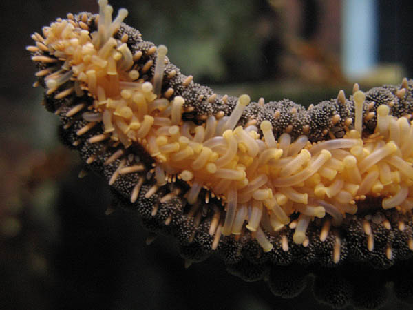 2007_12_12_sealife_oberhausen_04