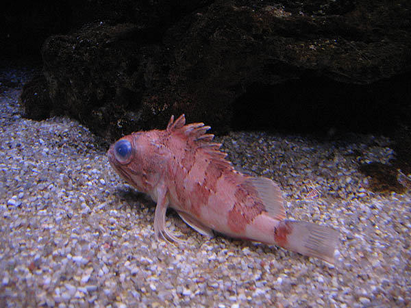 20_palma_aquarium_008