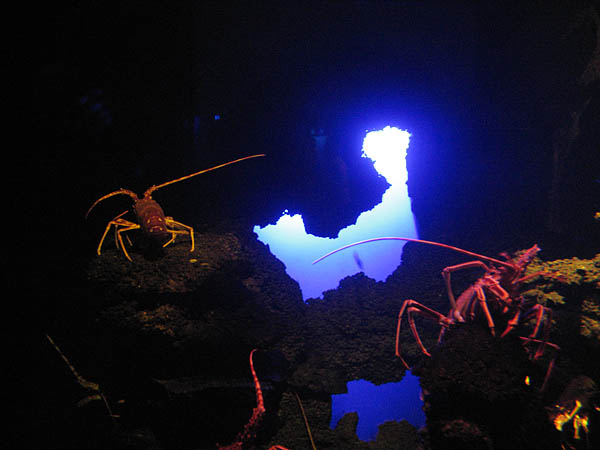 20_palma_aquarium_010