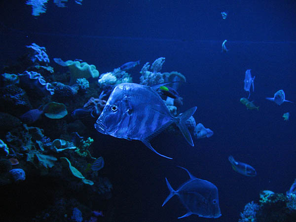 20_palma_aquarium_048