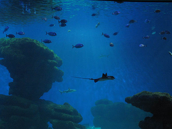 20_palma_aquarium_071