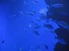 20_palma_aquarium_002