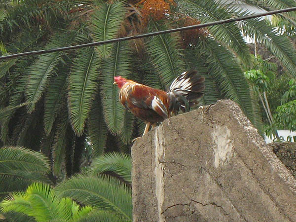 03_puerto_de_la_cruz_026