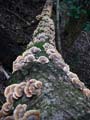 05_anaga_gebirge_064