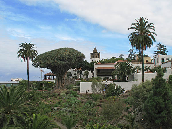 16_icod_drago_milenario_009