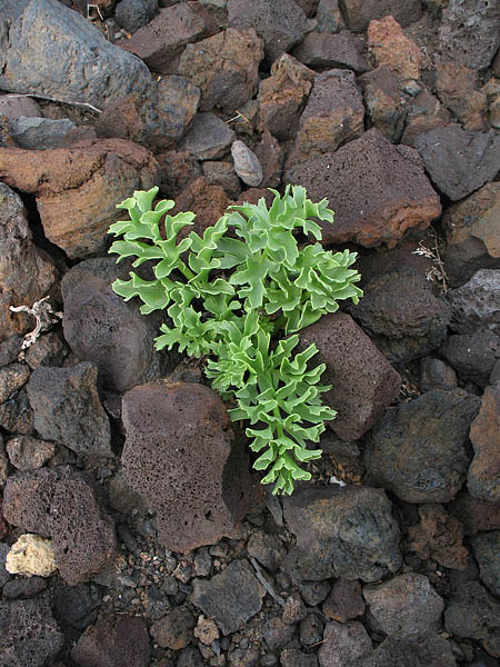 17_punta_del_teno_050