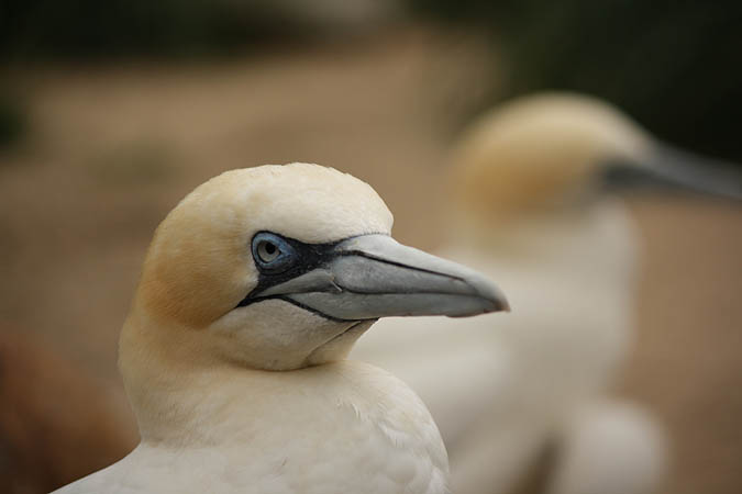 Bremerhaven - Gelangweilter Vogel