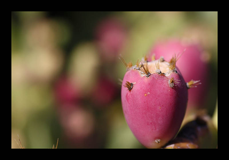13_kaktusgarten_005