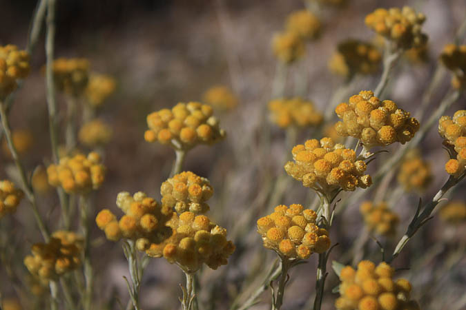 Portugal - Trockenblumen