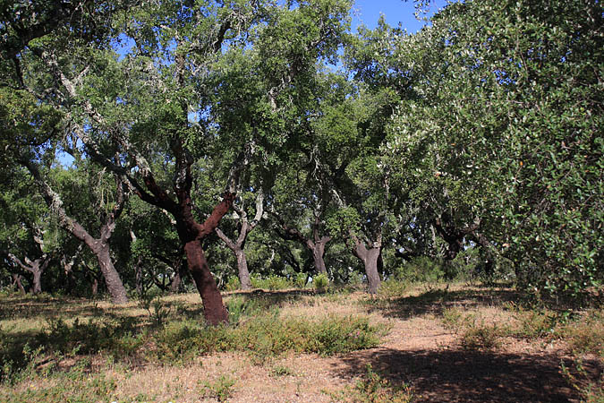 Portugal - Korkeichenwälder in uralter Kulturlandschaft