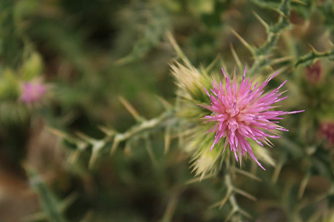 Portugal - Bergdistel