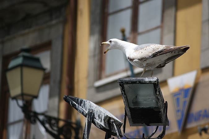 Portugal - Kreischende Möwe