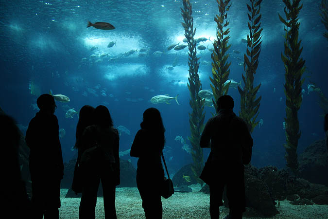 Portugal - Das Oceanario entstand zur EXPO in Lissabon