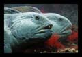 53_bergen_aquarium_037b