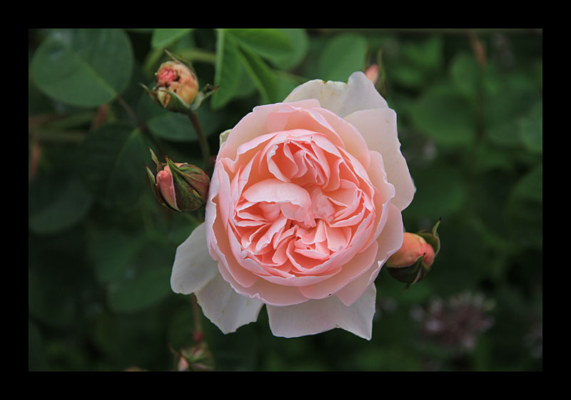 14_lost_gardens_heligan_088