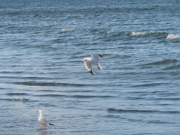04_orewa_05_hk