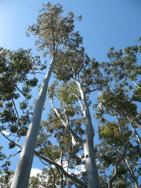 09_kerikeri_kororipo_pa_04_hk