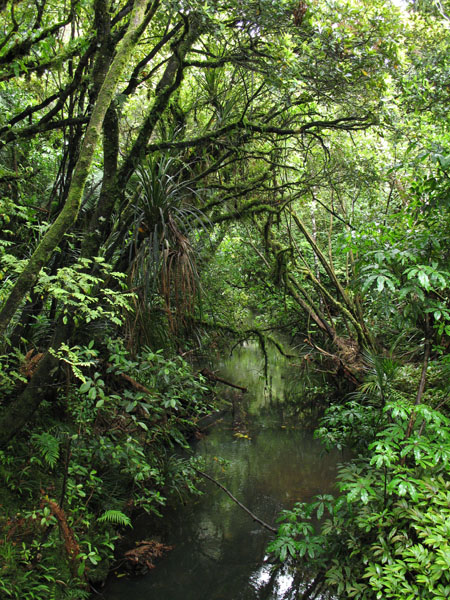 17_kauri_tane_mahuta_09_hk