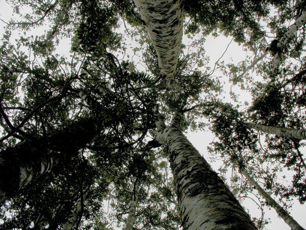 18_kauri_rickers_walk_15_hk