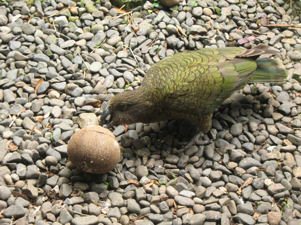22_otorohanga_kiwi_house_10_hk
