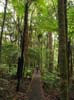 19_kauri_trounson_walk_13_hk