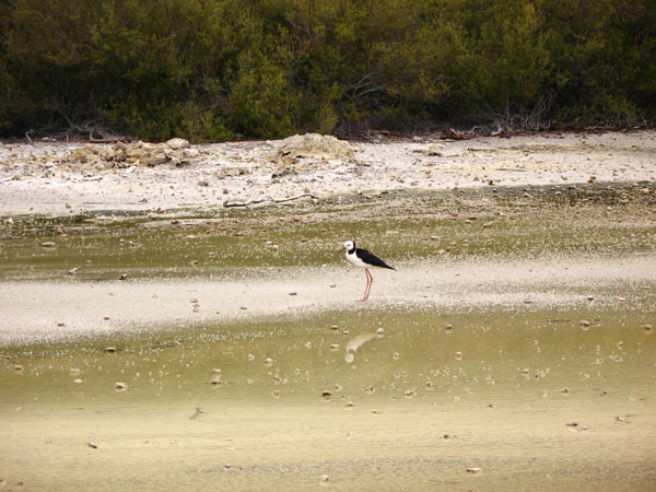 66_wai_o_tapu_062_hk
