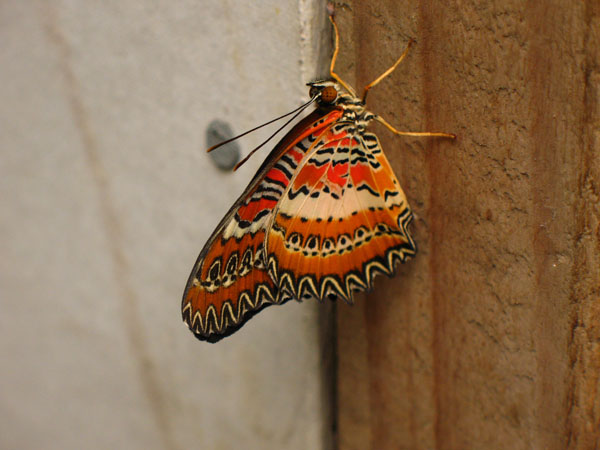 74_thames_butterfly_house02_hk