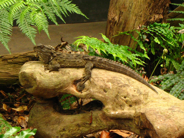 79_auckland_zoo_06_hk