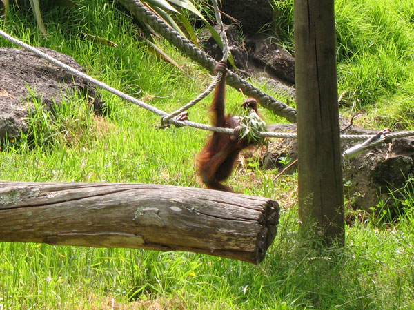 79_auckland_zoo_19_hk