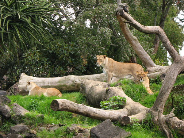 79_auckland_zoo_25_hk