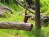 79_auckland_zoo_19_hk