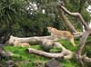 79_auckland_zoo_25_hk