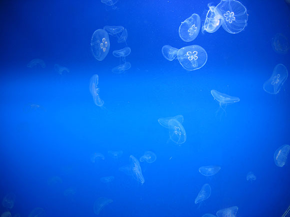 10_aquarium_11