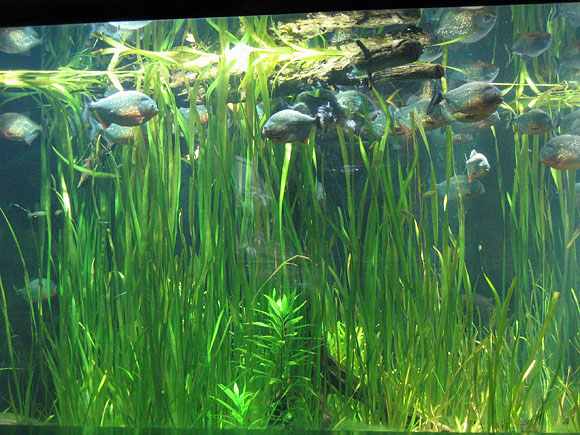 10_aquarium_24