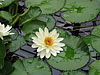 23_kew_gardens_11