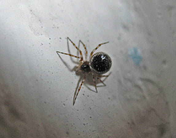 Eine Kleine Dicke Spinne Im Badezimmer